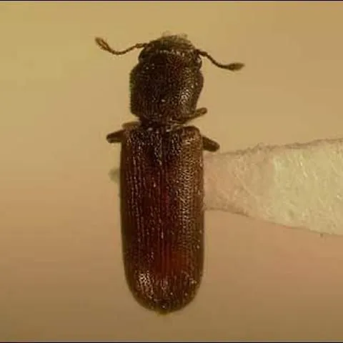 thumbnail for publication: Southern Lyctus Beetle, Lyctus planicollis LeConte (Insecta: Coleoptera: Bostrichidae: Lyctinae)